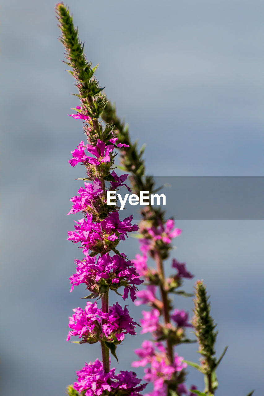 PINK FLOWERING PLANT AGAINST PURPLE SKY