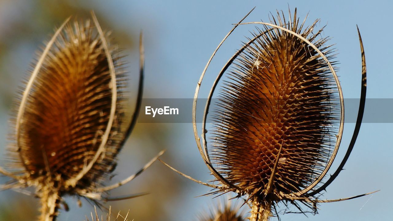 CLOSE-UP OF DRY THISTLE PLANT