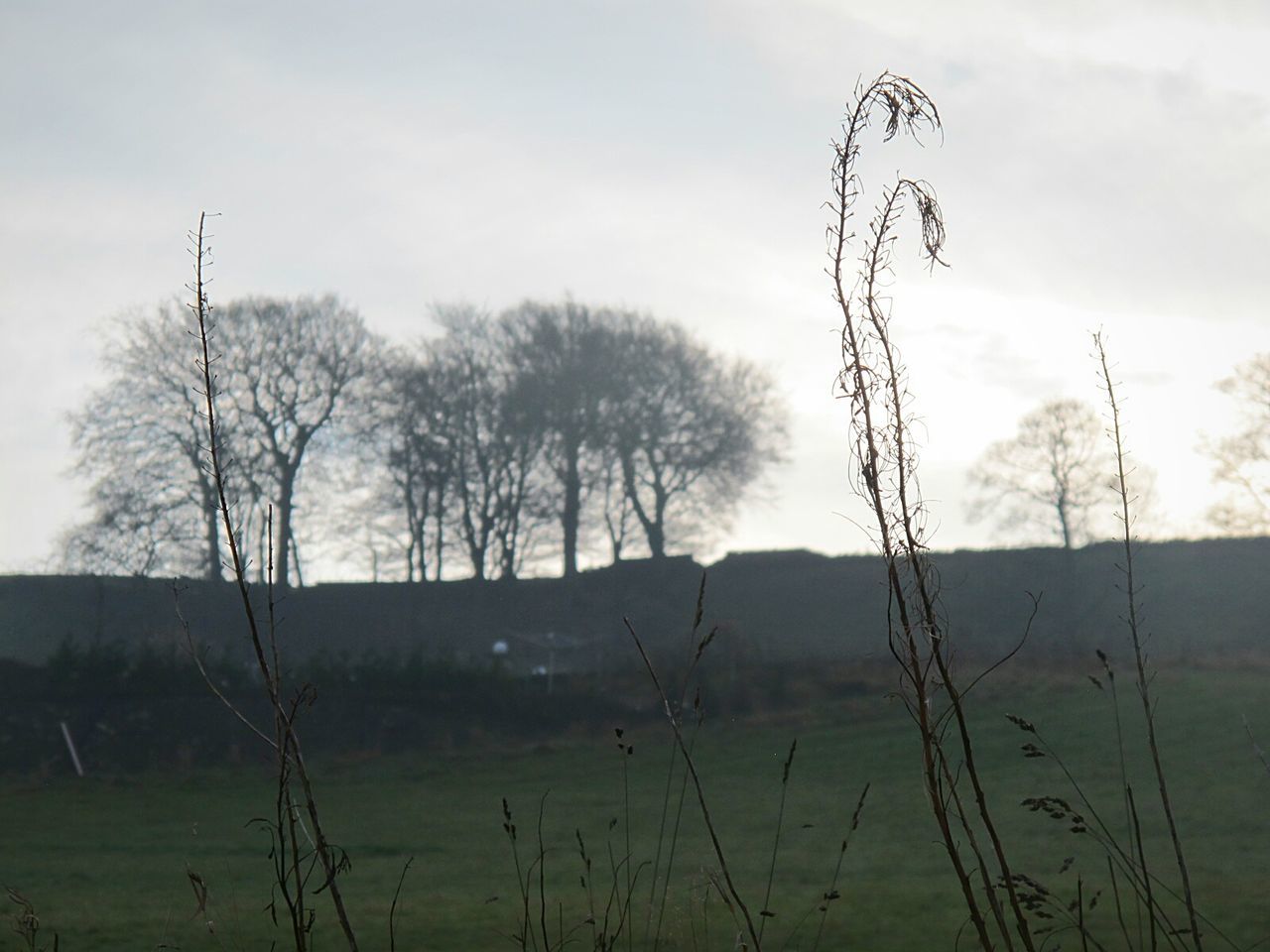 CLOSE-UP OF GRASS GROWING IN FIELD