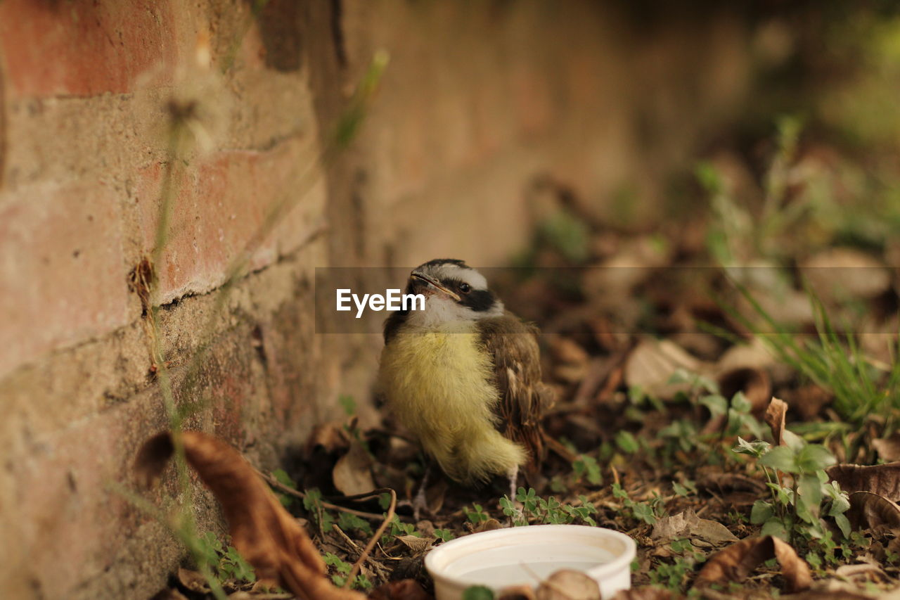 VIEW OF BIRD PERCHING ON A FIELD