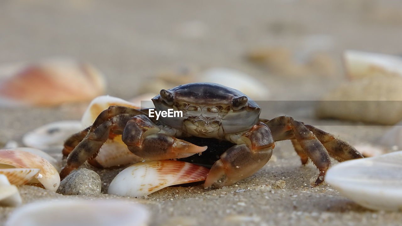 CLOSE-UP OF SHELLS ON SAND