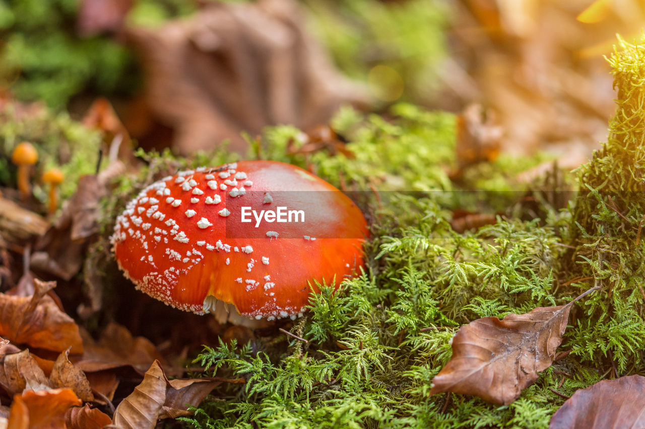 Beautiful red fly agaric mushroom and green moss in the forest in scenic autumn sunlight