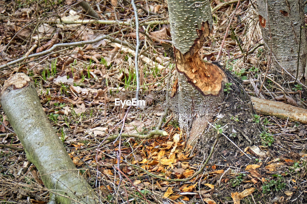 HIGH ANGLE VIEW OF DEER IN THE FOREST