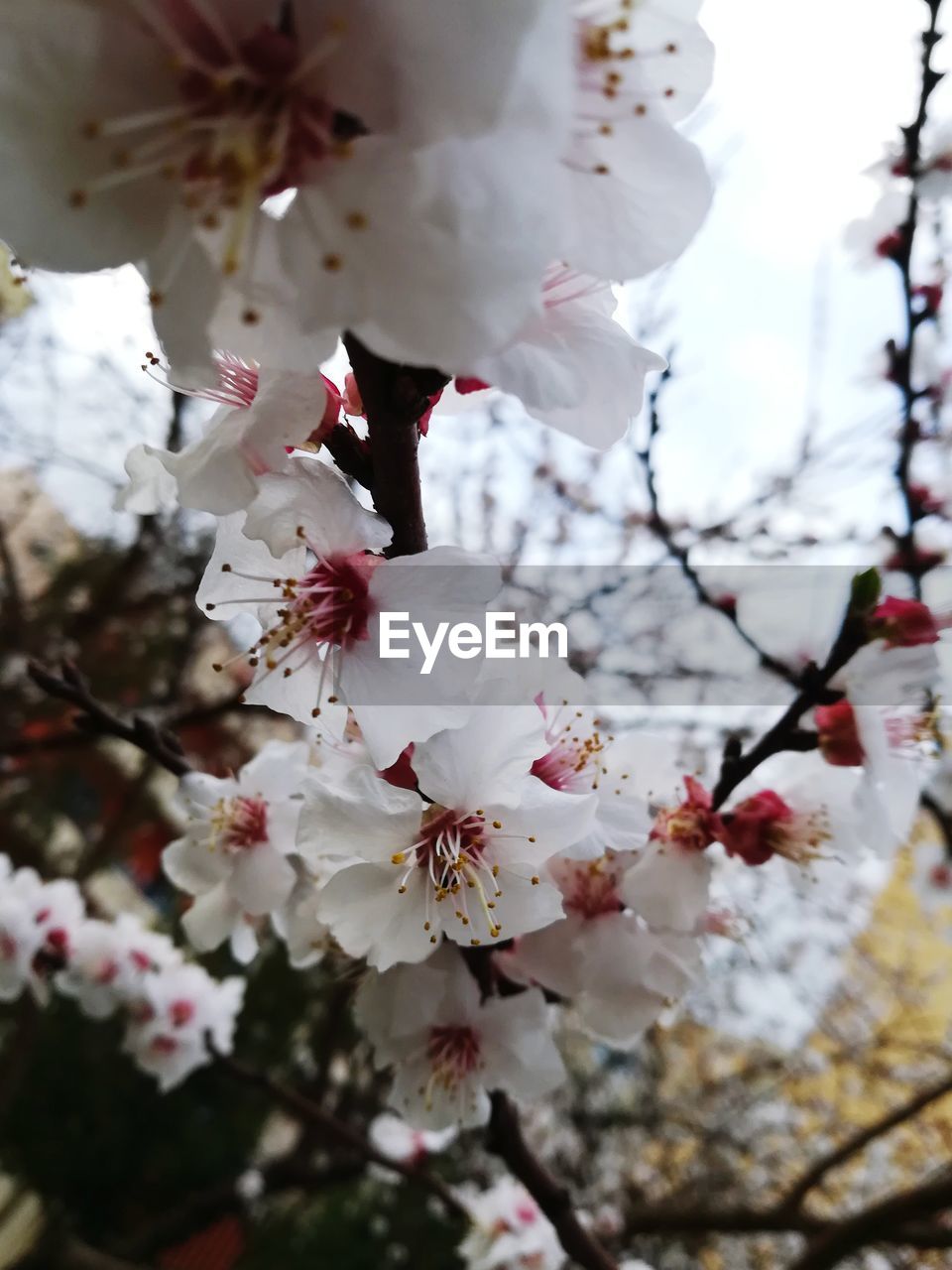 CLOSE-UP OF APPLE BLOSSOMS IN SPRING