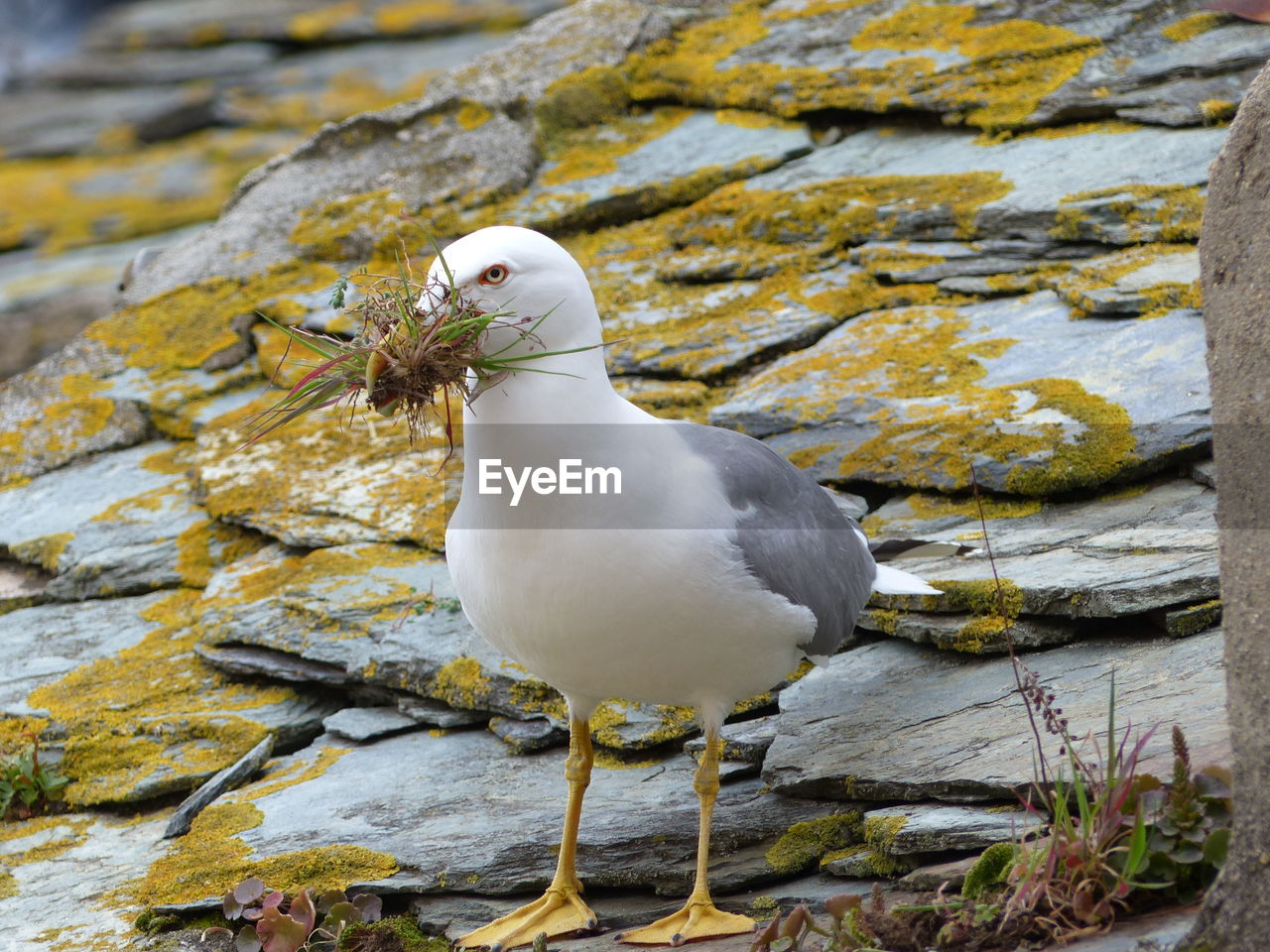 Close-up of seagull perching on roof