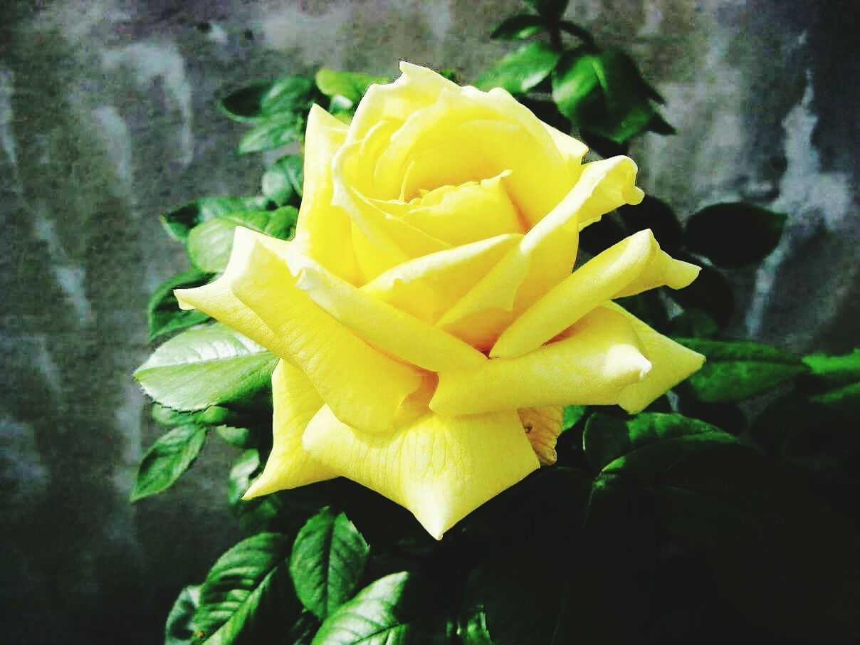 CLOSE-UP OF YELLOW ROSE BLOOMING OUTDOORS