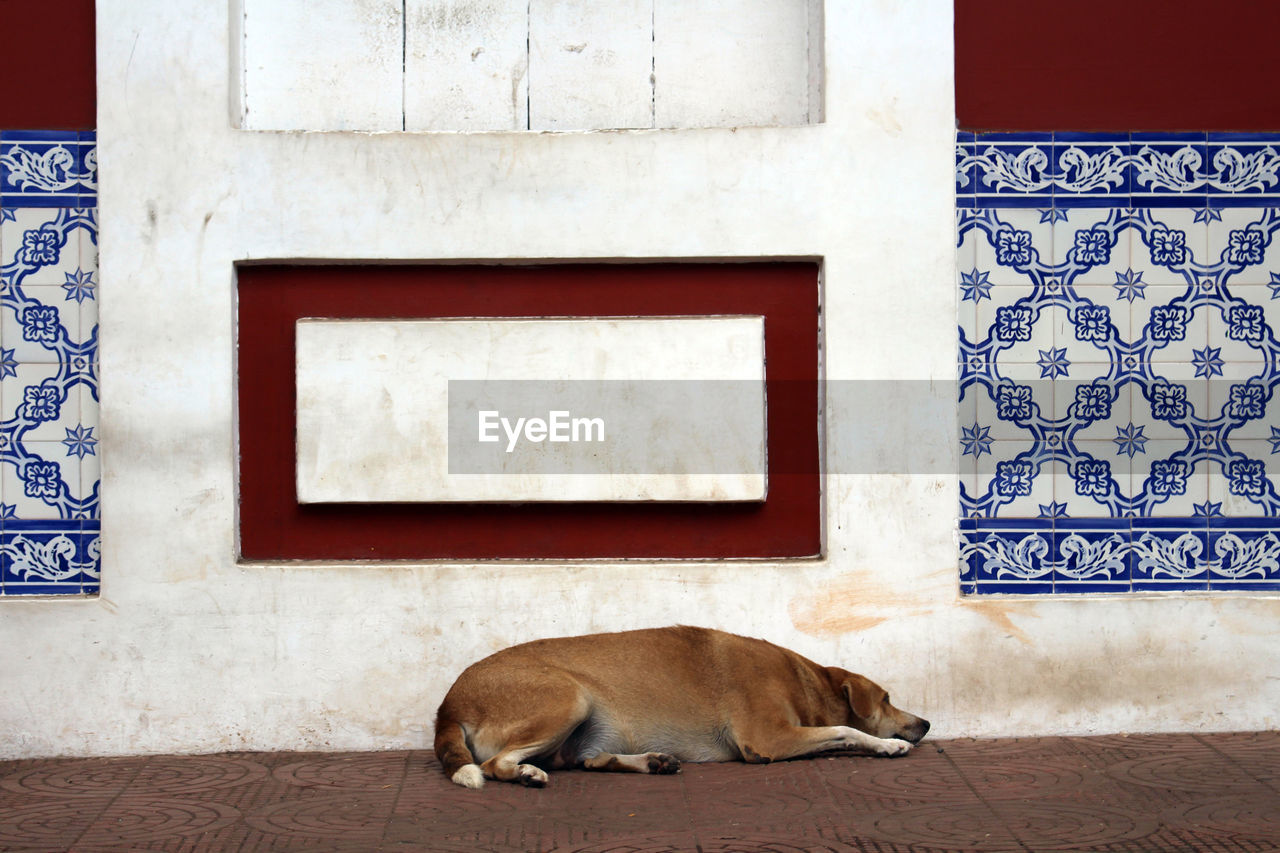 VIEW OF A DOG ON THE WALL