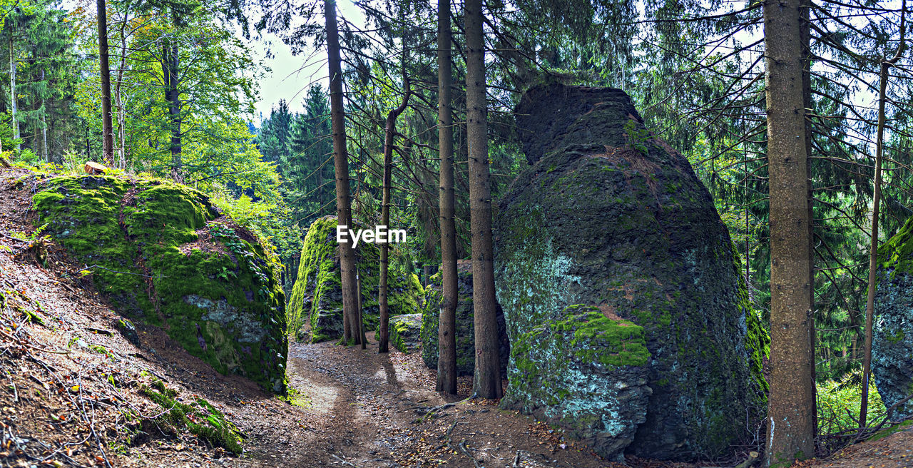 tree, plant, forest, land, natural environment, nature, trail, beauty in nature, woodland, old-growth forest, growth, tranquility, tree trunk, scenics - nature, trunk, environment, no people, non-urban scene, green, tranquil scene, wilderness, landscape, footpath, day, outdoors, travel destinations, travel, rainforest, tourism, jungle, lush foliage, state park, the way forward, foliage, vegetation