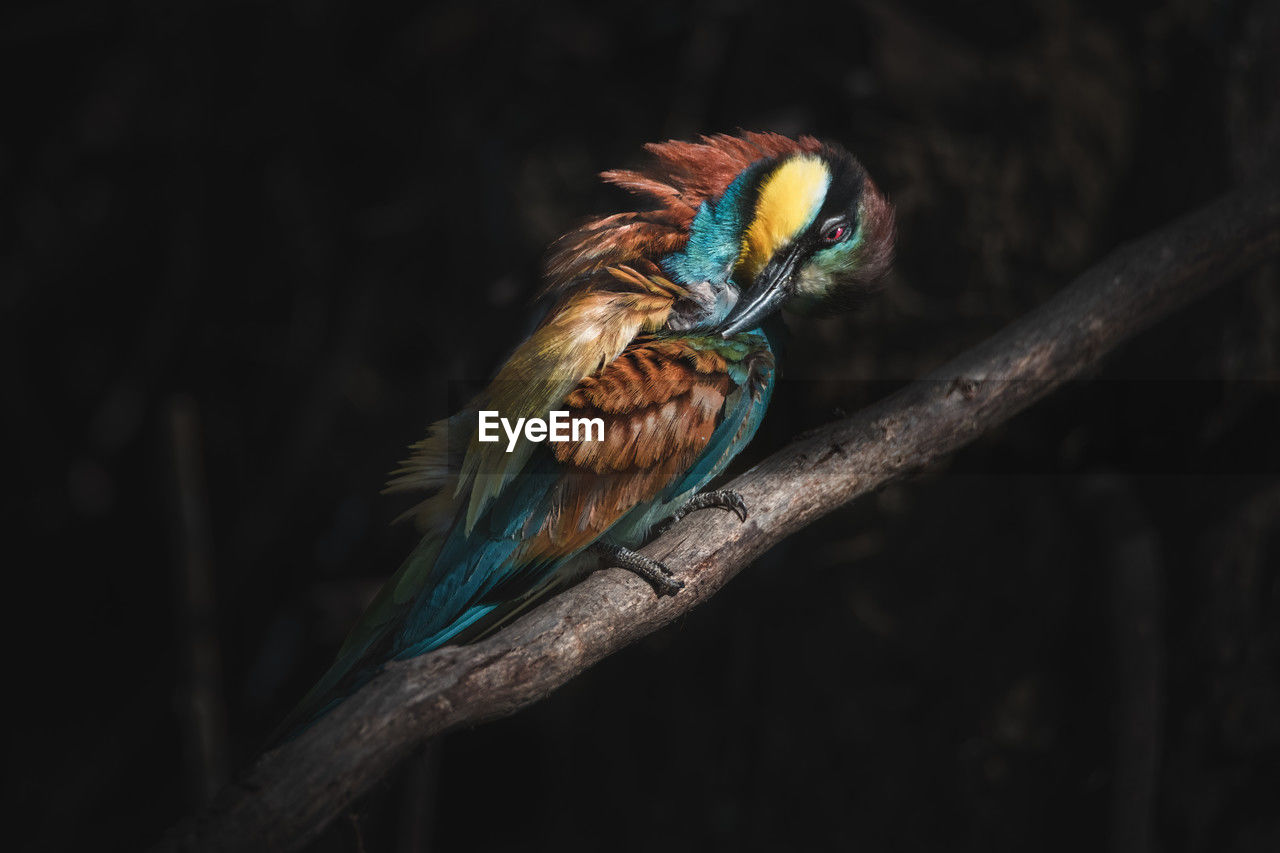 Wild european bee eater sitting on branch and preening colorful feathers in dark forest at night