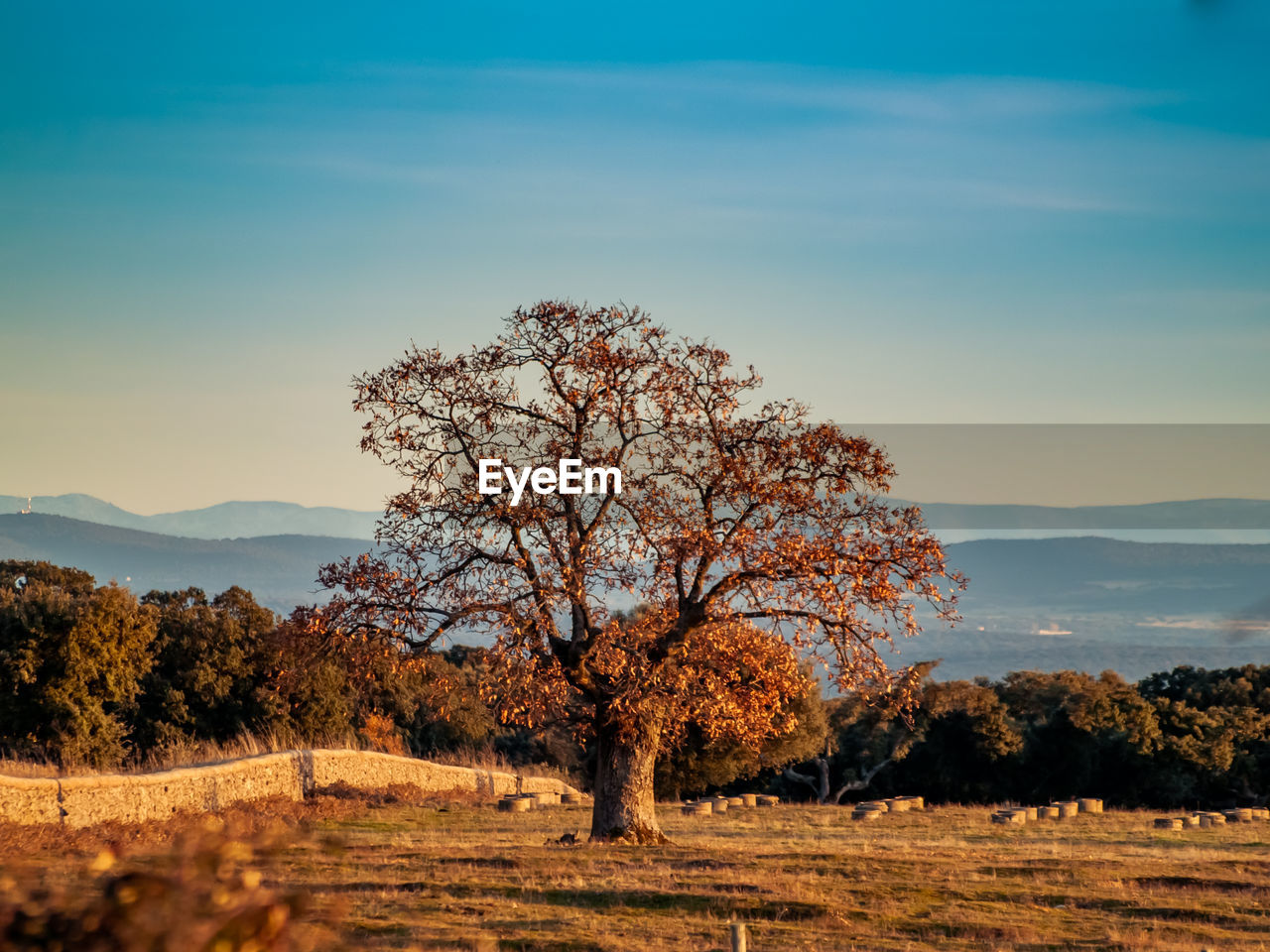 TREE ON FIELD AGAINST SKY