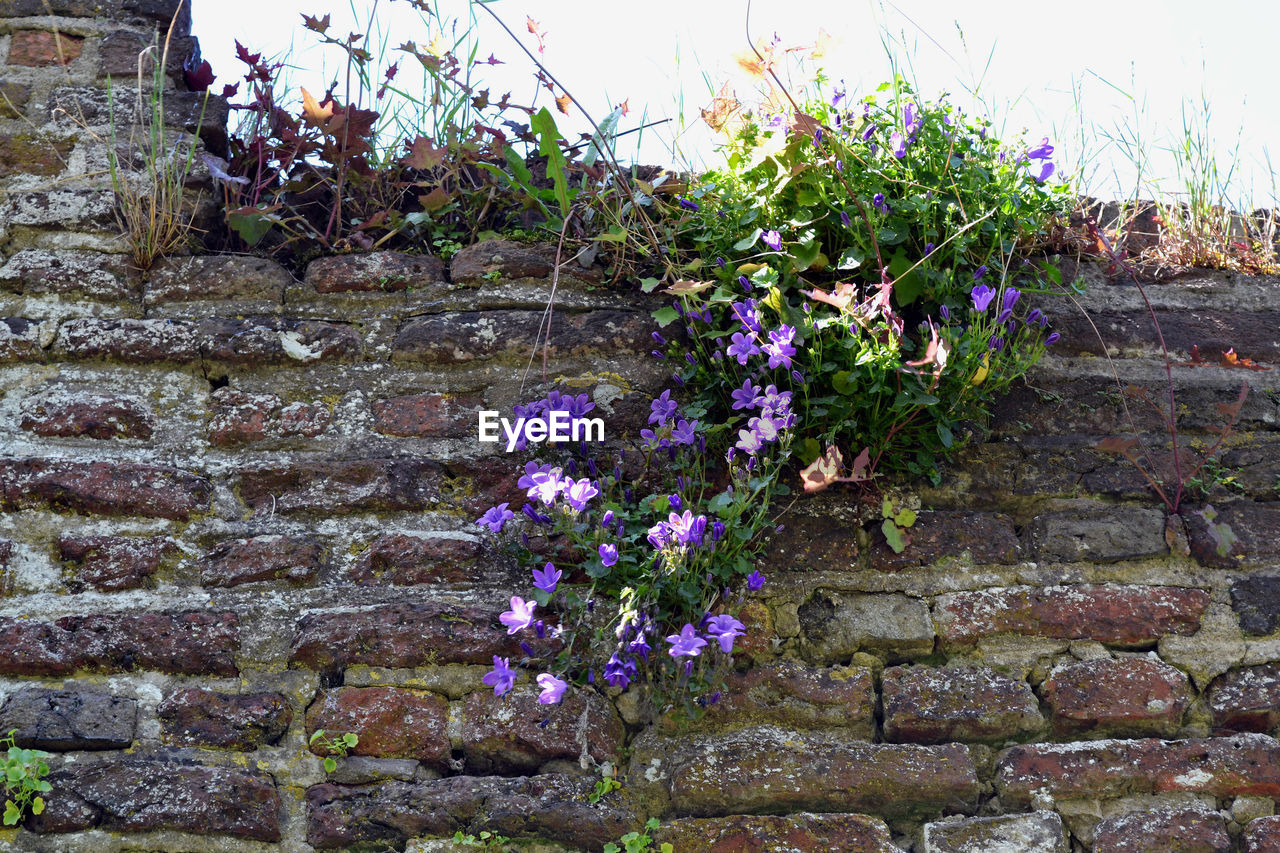plant, flower, flowering plant, growth, nature, wall, day, beauty in nature, architecture, no people, freshness, wall - building feature, garden, built structure, stone wall, fragility, outdoors, purple, yard, shrub, building exterior, brick wall, grass, brick, rock, sky