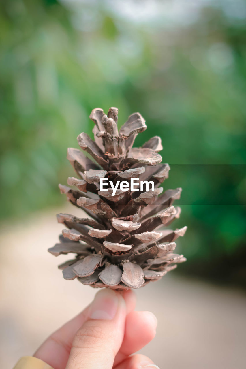 Cropped hand of woman holding pine cone