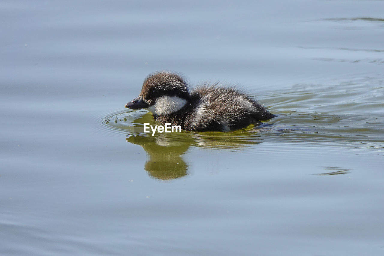 BIRD SWIMMING IN LAKE