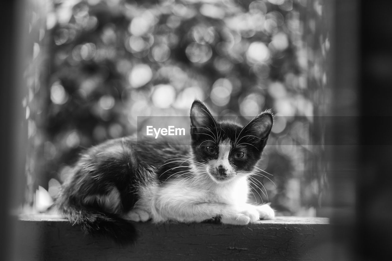 Close-up portrait of cat relaxing on window sill