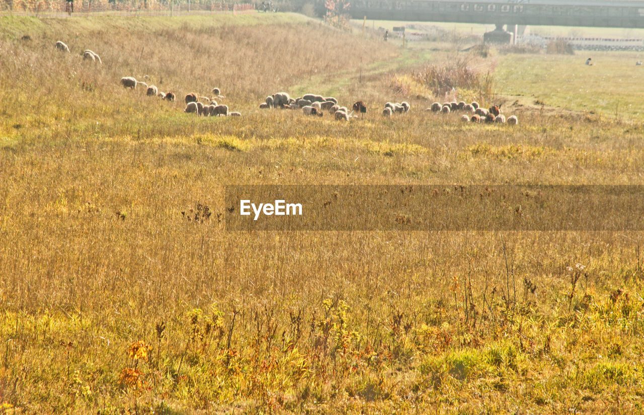 SHEEP GRAZING IN A FIELD