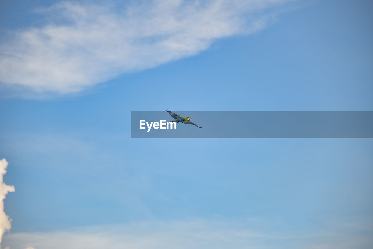 LOW ANGLE VIEW OF A BIRD FLYING