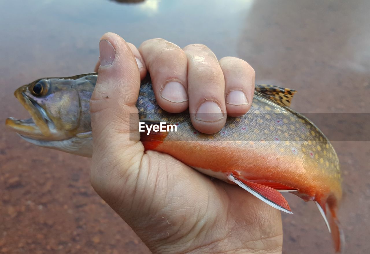 Cropped image of man holding brook trout by lake