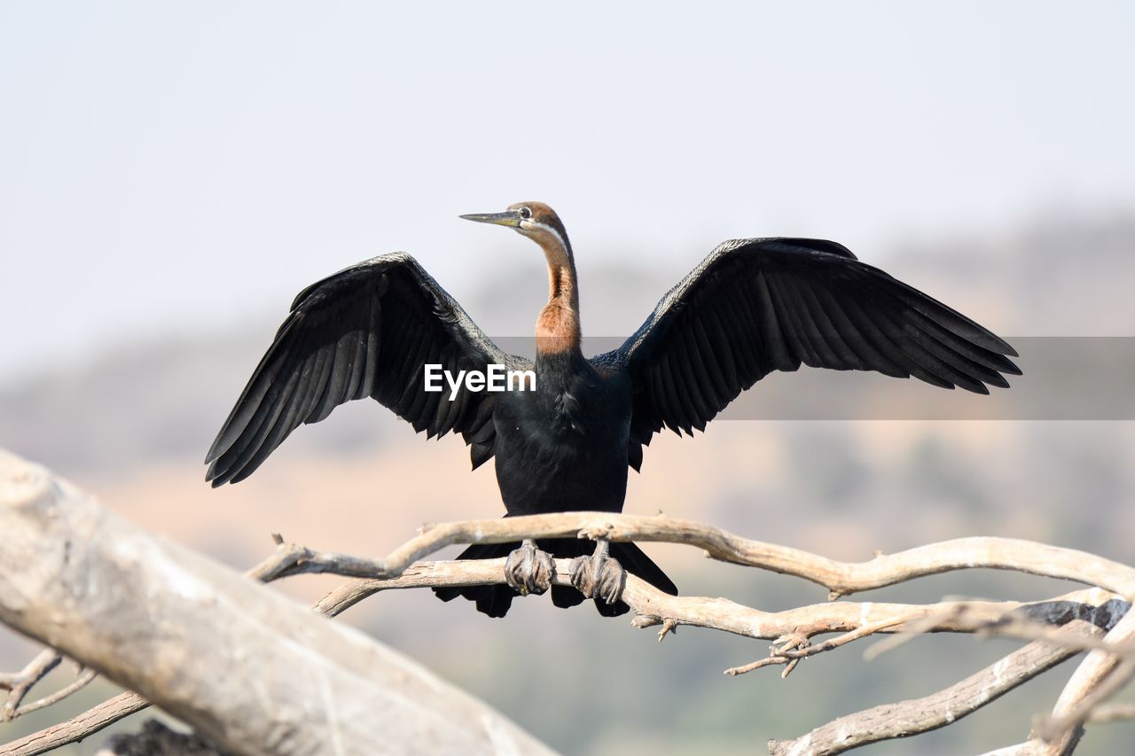 LOW ANGLE VIEW OF BIRD FLYING IN SKY