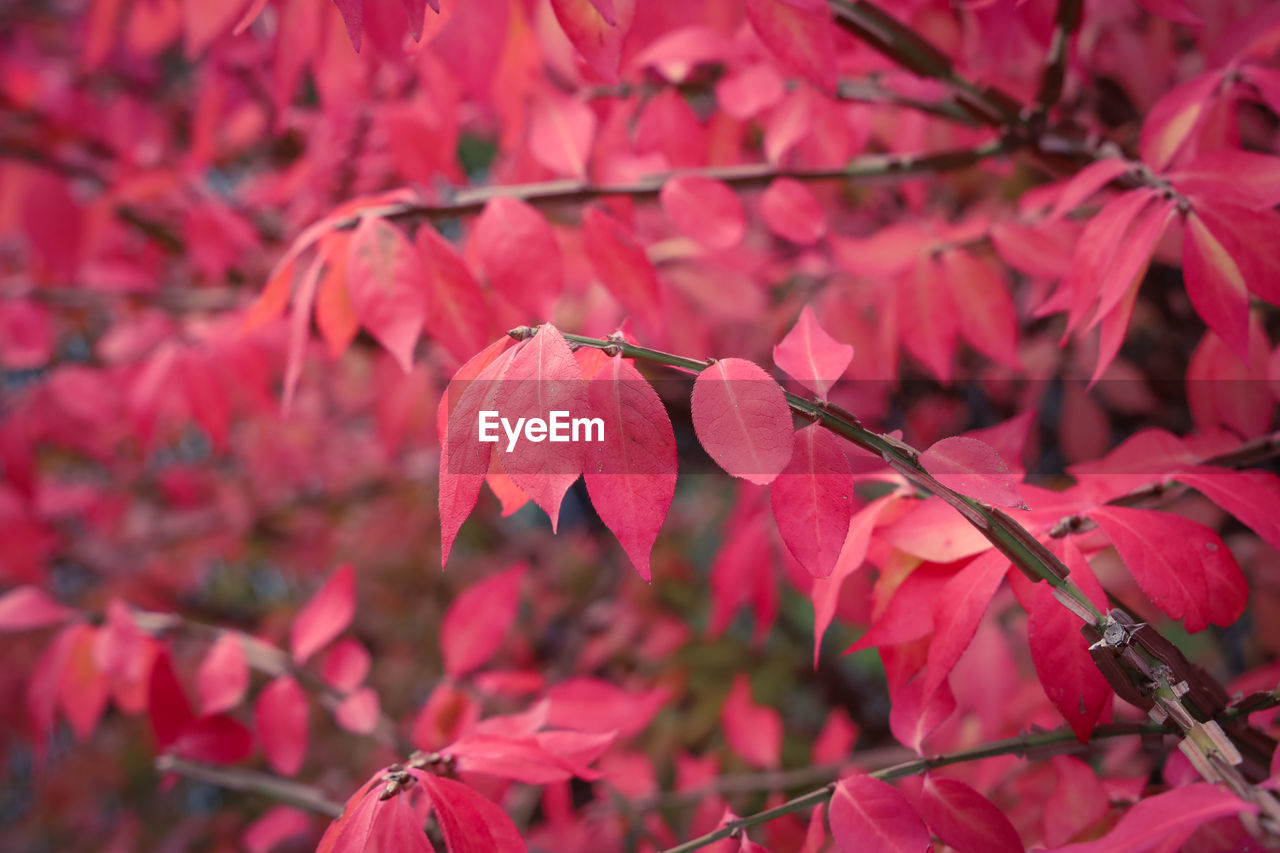 Close-up of red cherry blossom