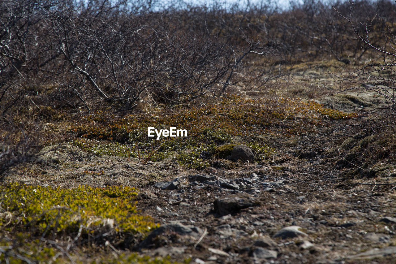 CLOSE-UP OF GRASS IN FIELD