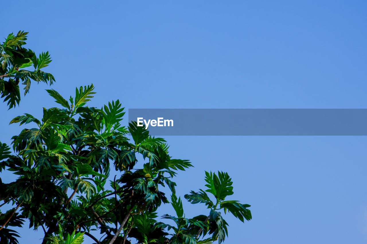 sky, plant, tree, leaf, green, blue, nature, plant part, branch, sunlight, clear sky, no people, low angle view, beauty in nature, tropical climate, flower, growth, outdoors, palm tree, cloud, copy space, environment, grass, tropics, sunny, jungle, vegetation, day, tranquility, scenics - nature