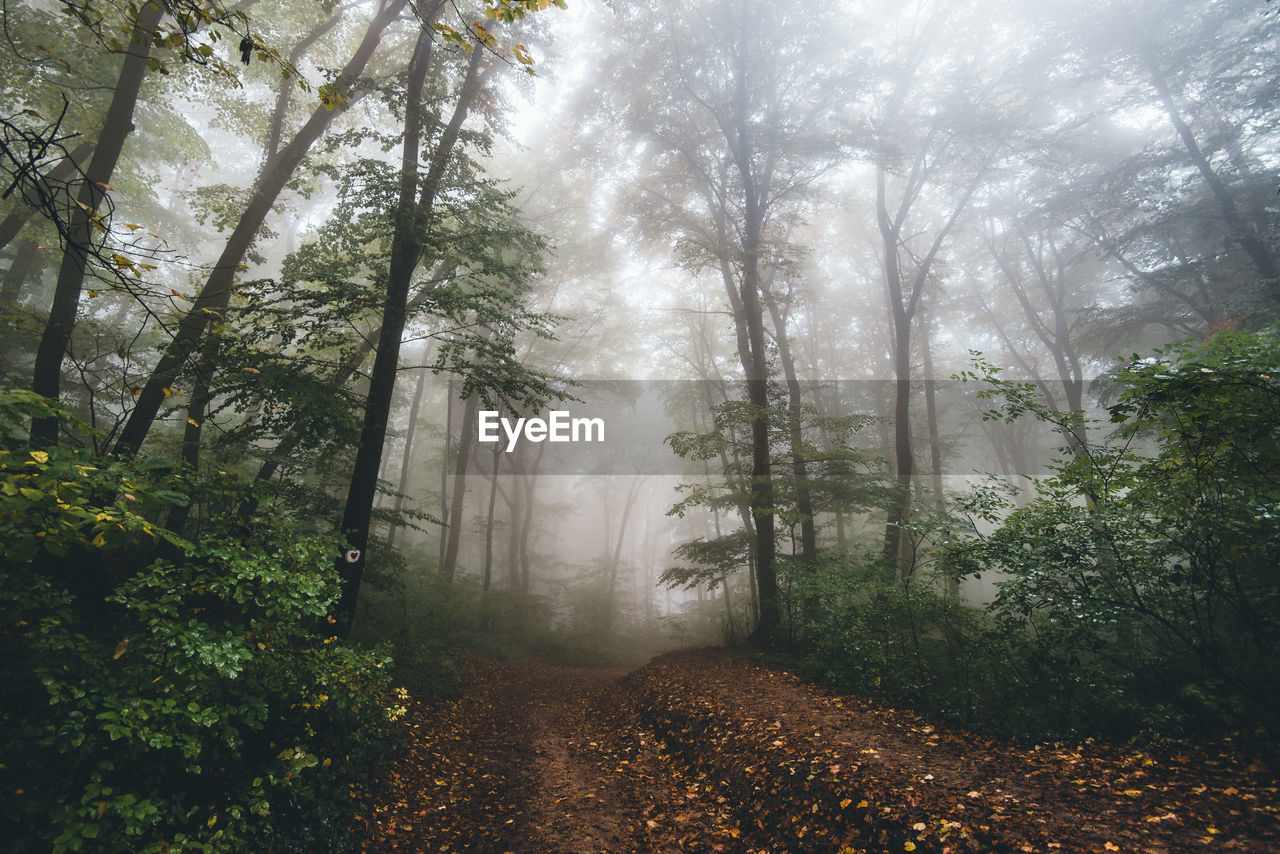 Trees in forest during foggy weather