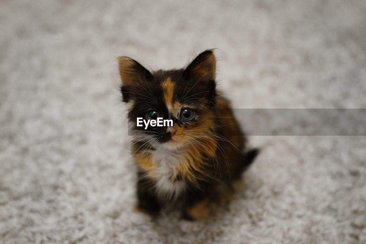 HIGH ANGLE PORTRAIT OF KITTEN ON FLOOR