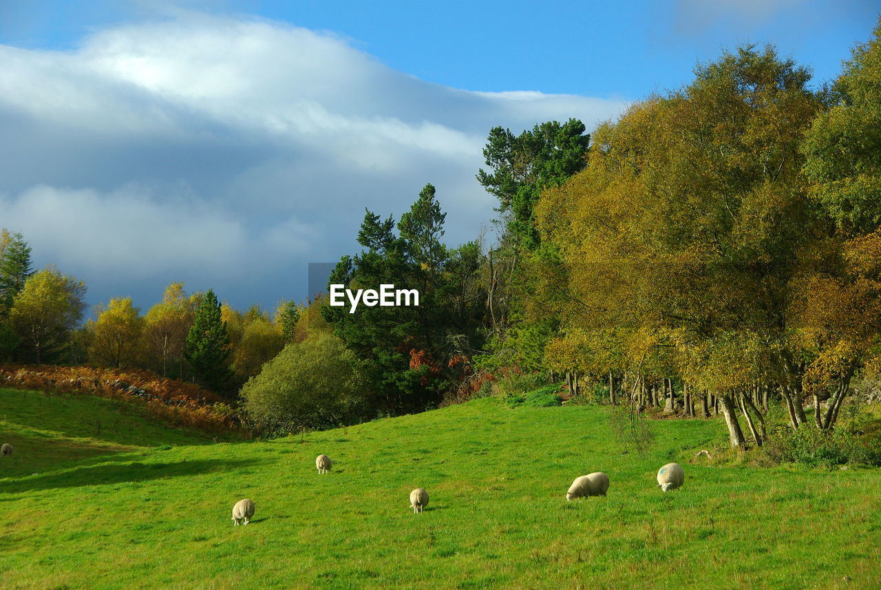 FLOCK OF SHEEP GRAZING ON FIELD