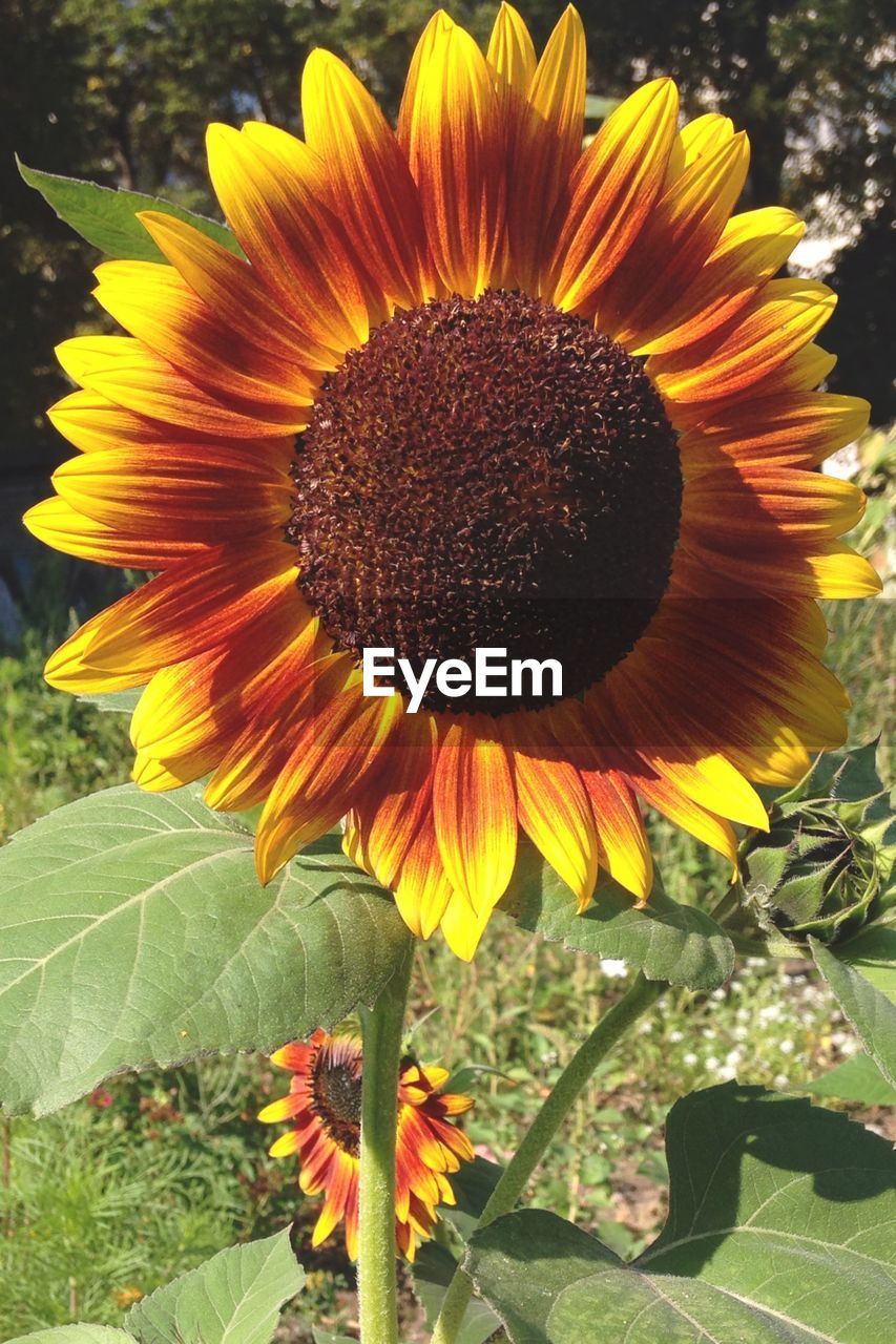 CLOSE-UP OF SUNFLOWERS