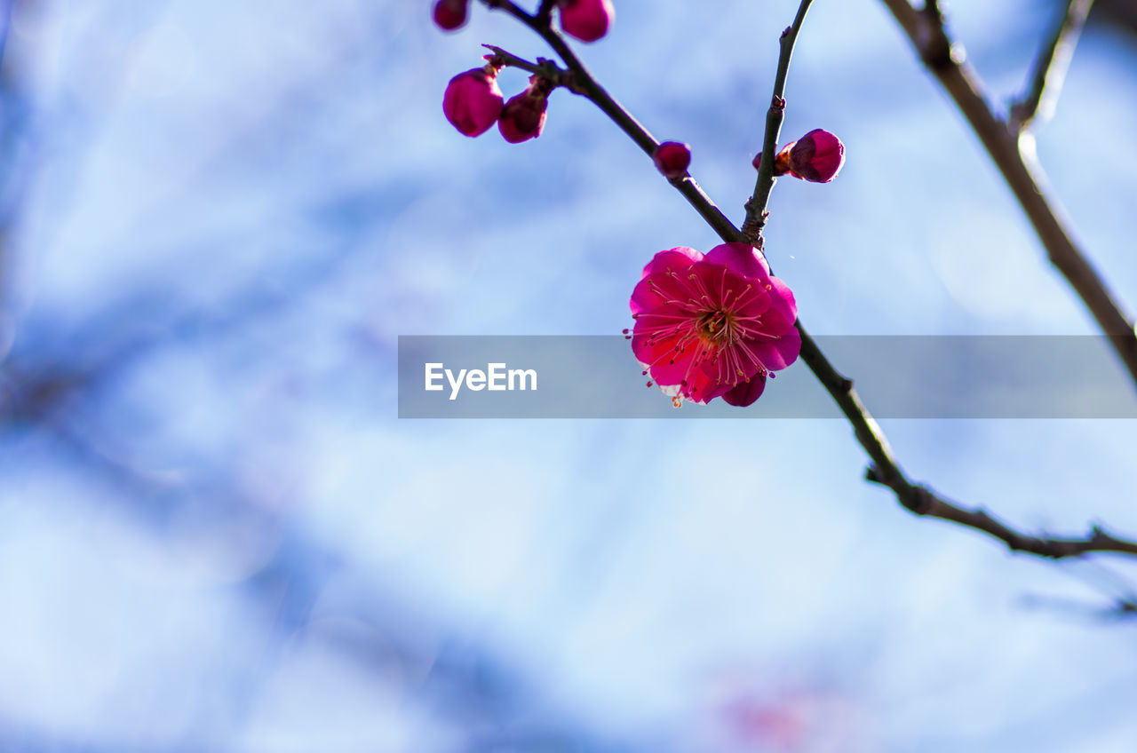 LOW ANGLE VIEW OF RED FLOWERS ON TREE BRANCH