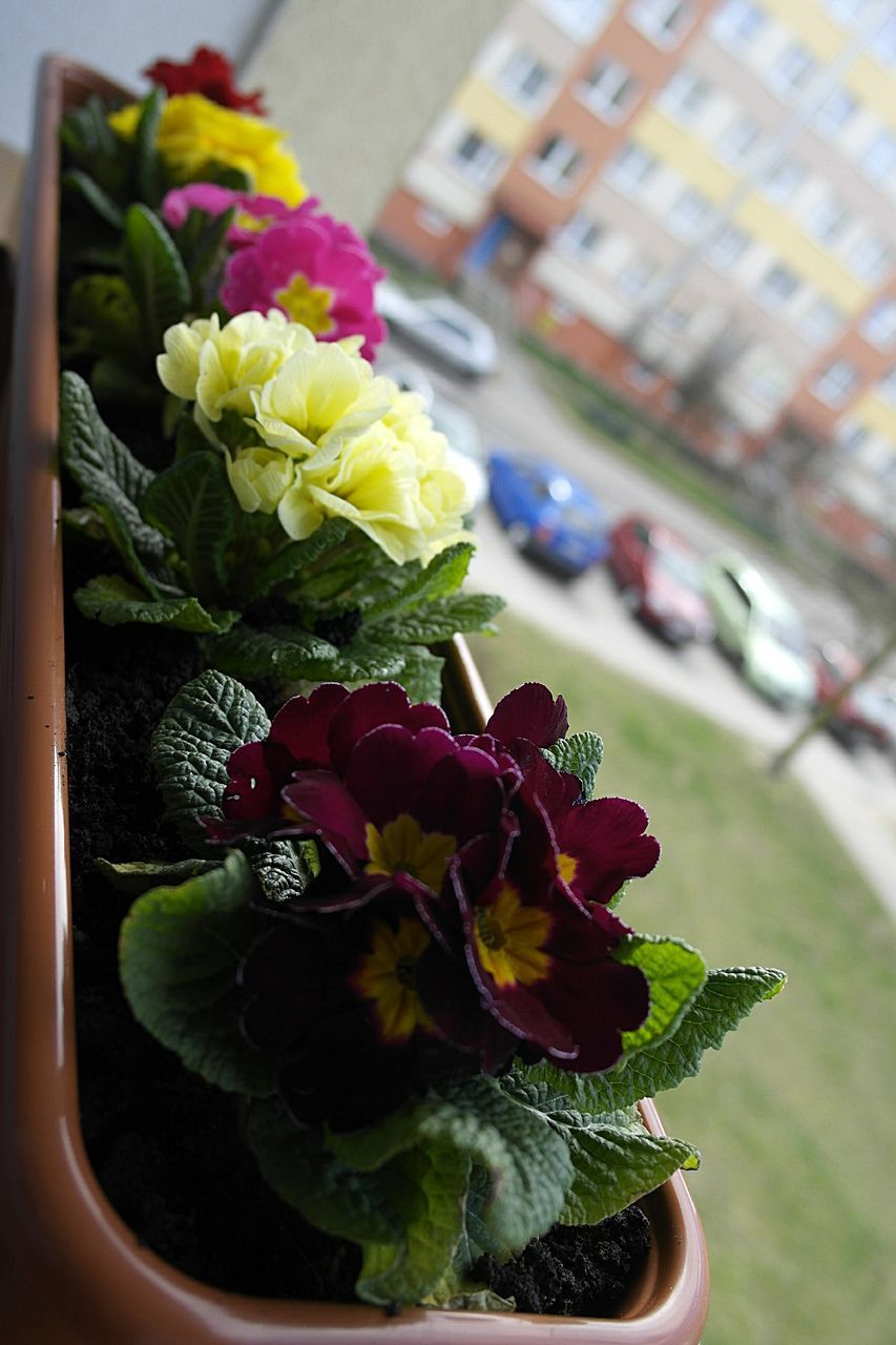 CLOSE-UP OF FLOWERS IN BLOOM