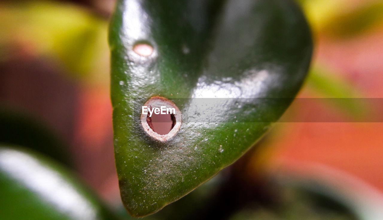 CLOSE-UP OF LEAF