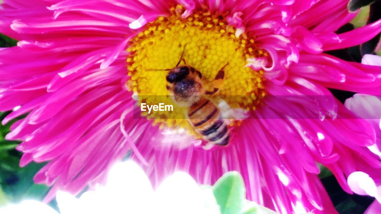 CLOSE-UP OF HONEY BEE POLLINATING ON YELLOW FLOWER