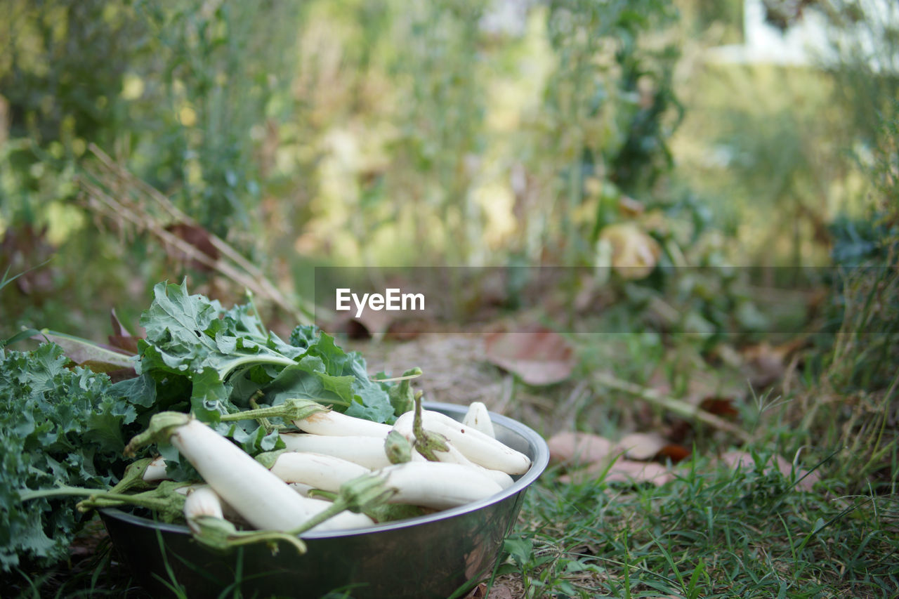 CLOSE-UP OF FRESH VEGETABLES ON FIELD