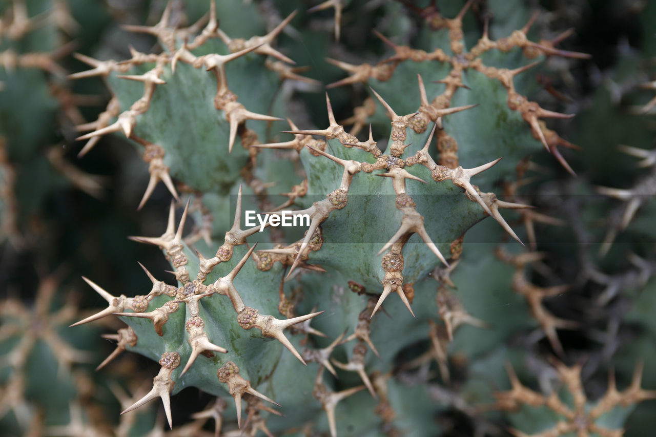 CLOSE-UP OF DRY LEAF OUTDOORS