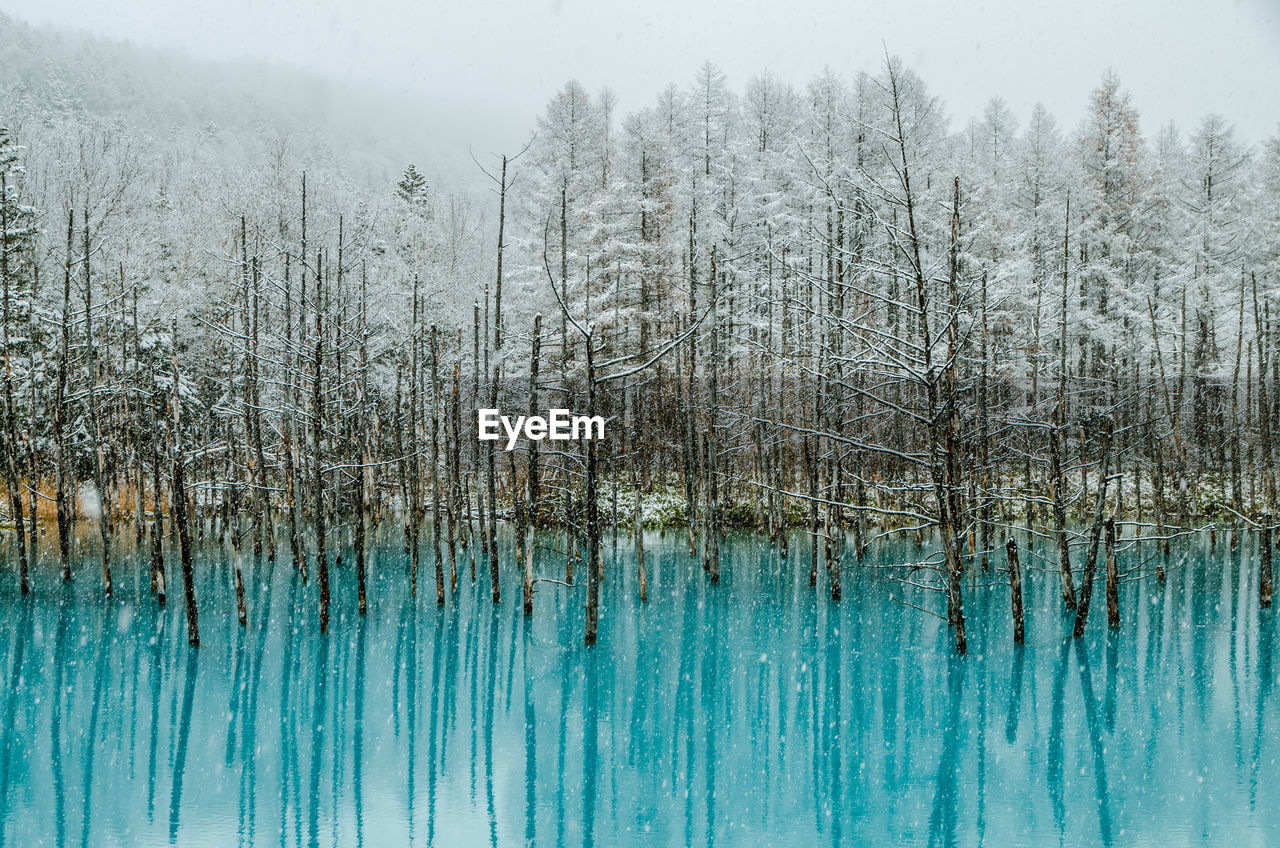 Bare trees in blue pond with reflection during snowfall