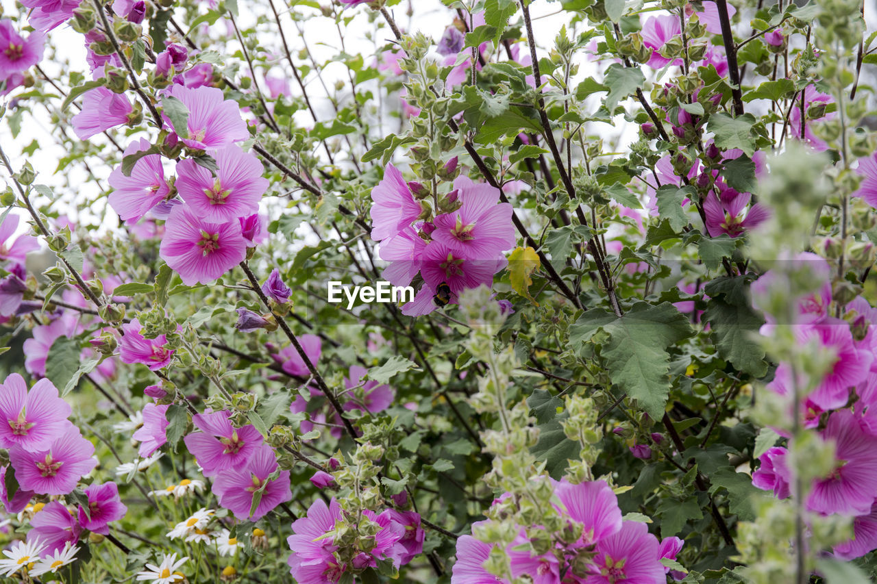 FLOWERS BLOOMING ON PLANT