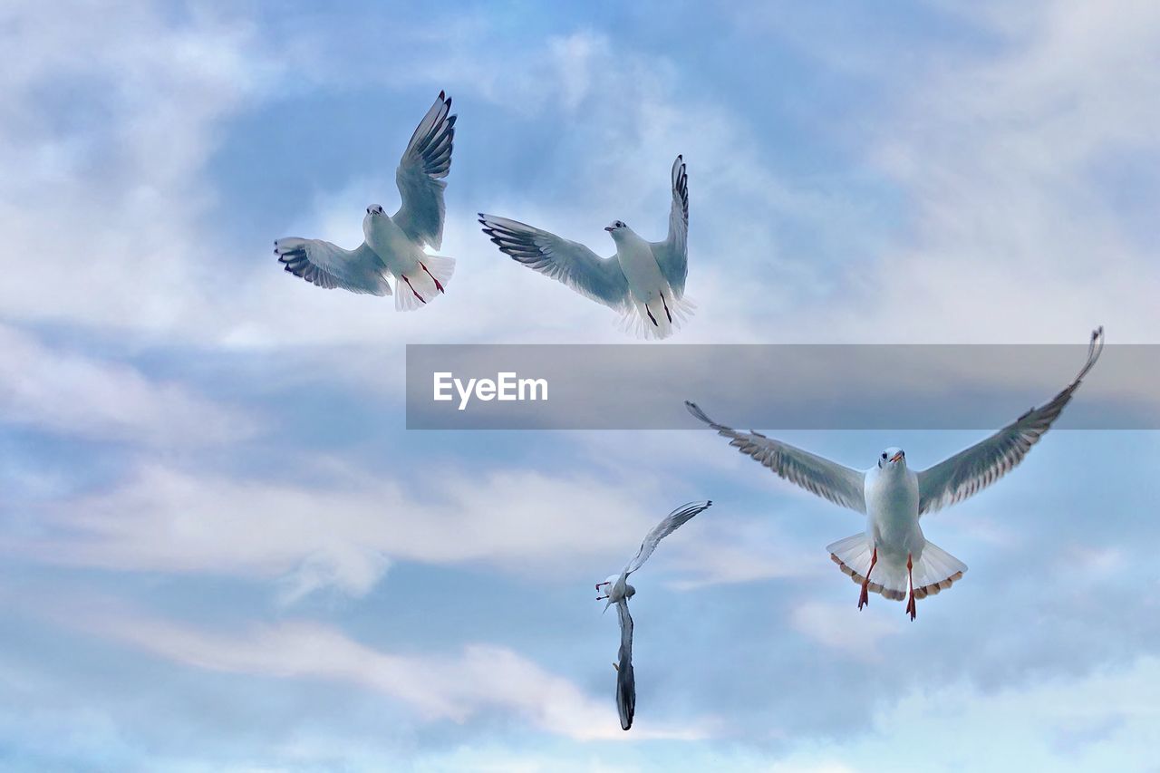 LOW ANGLE VIEW OF SEAGULL FLYING IN SKY