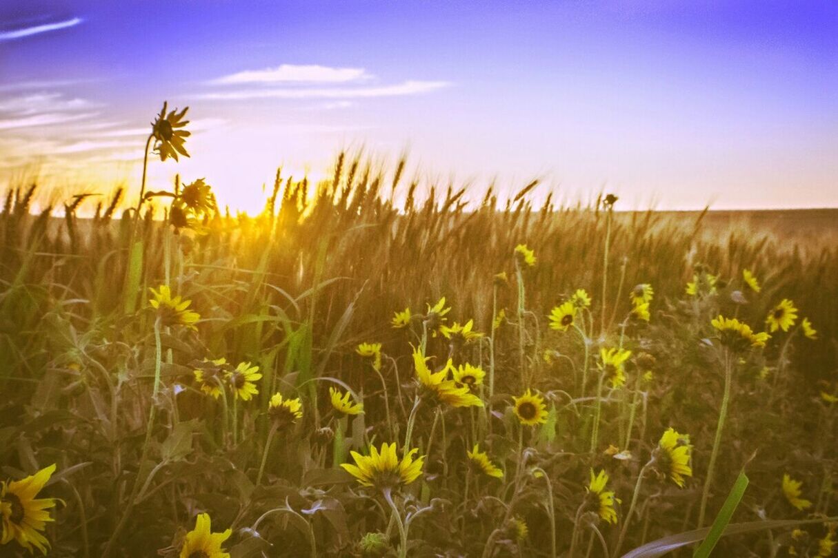 YELLOW FLOWERS GROWING IN FIELD