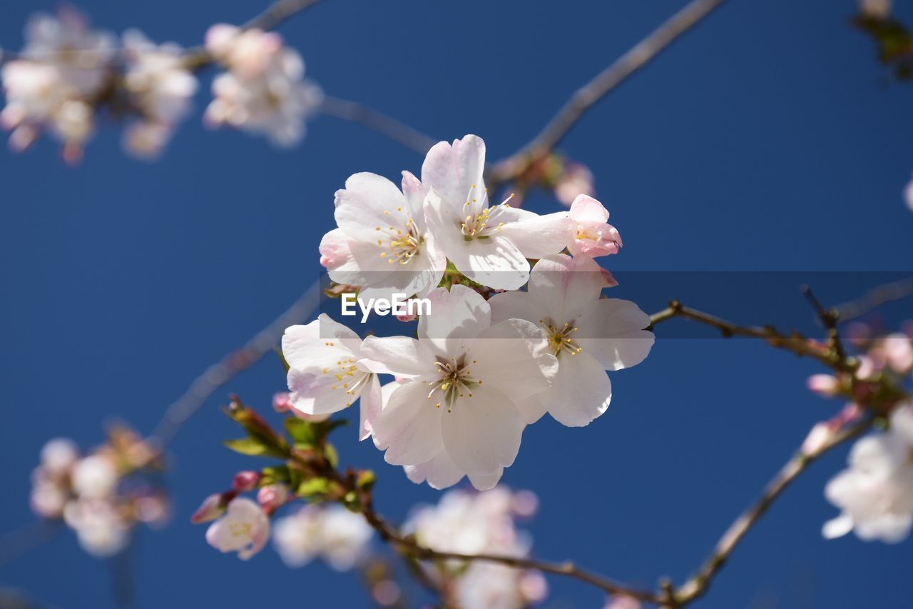 Close-up of white cherry blossoms in spring