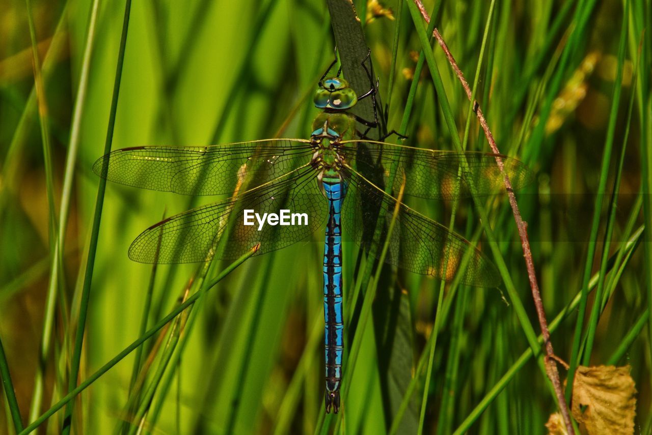 CLOSE-UP OF DRAGONFLY ON PLANT