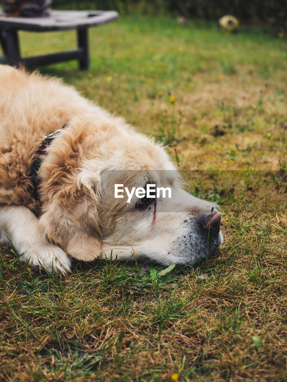 VIEW OF DOG LYING ON GRASS