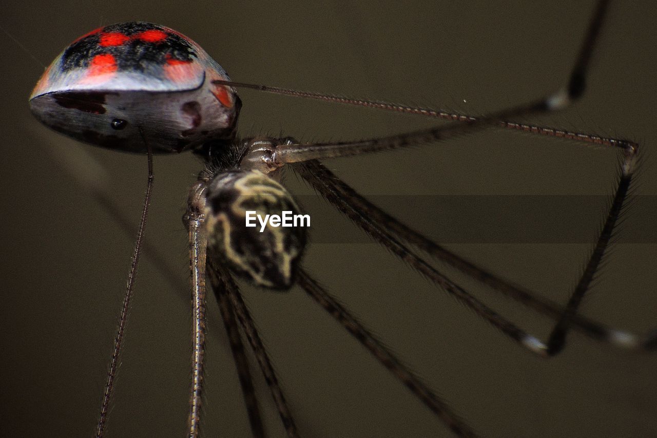 close-up, one animal, animal themes, spider web, focus on foreground, no people, animals in the wild, insect, hanging, animal wildlife, outdoors, day