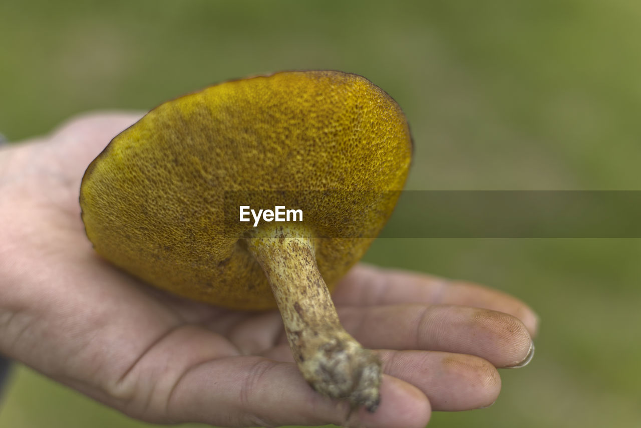 hand, holding, macro photography, yellow, food, close-up, one person, food and drink, leaf, healthy eating, freshness, focus on foreground, vegetable, flower, plant, fruit, mushroom, wellbeing, nature, day, outdoors, finger, organic, produce, adult