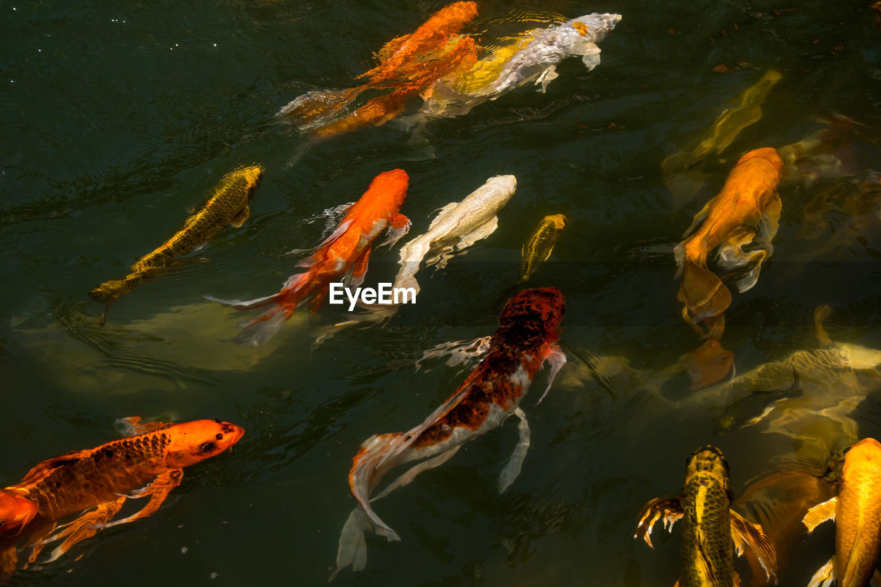 HIGH ANGLE VIEW OF FISH SWIMMING IN LAKE