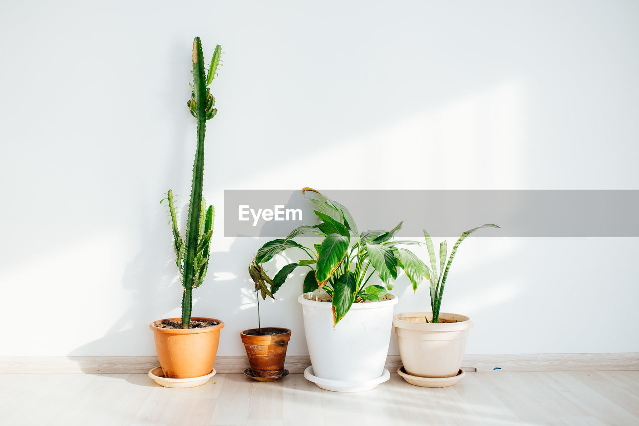 Green houseplants in front of a white wall 