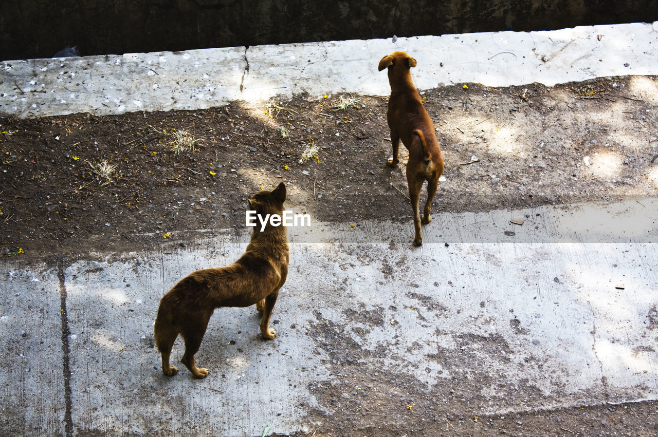 High angle view of stray dogs on walkway