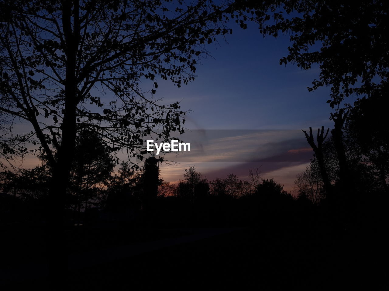 SILHOUETTE TREES AGAINST SKY AT SUNSET