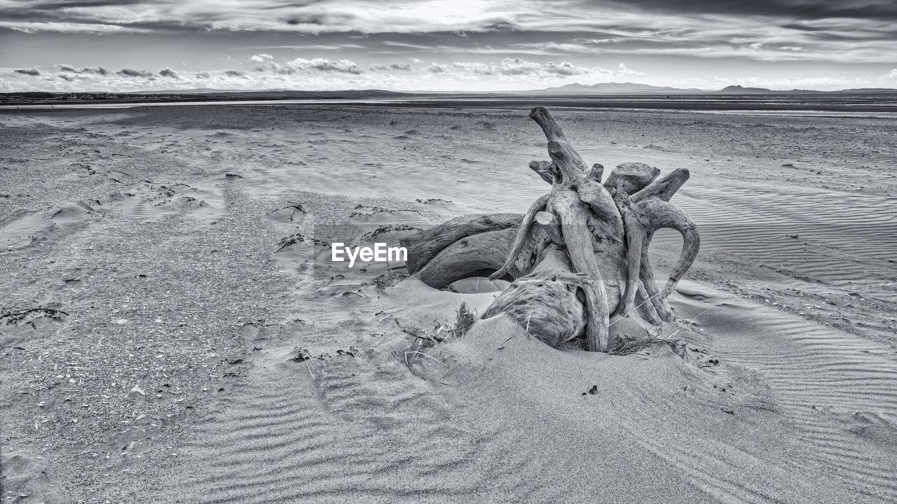 DEAD TREE ON BEACH