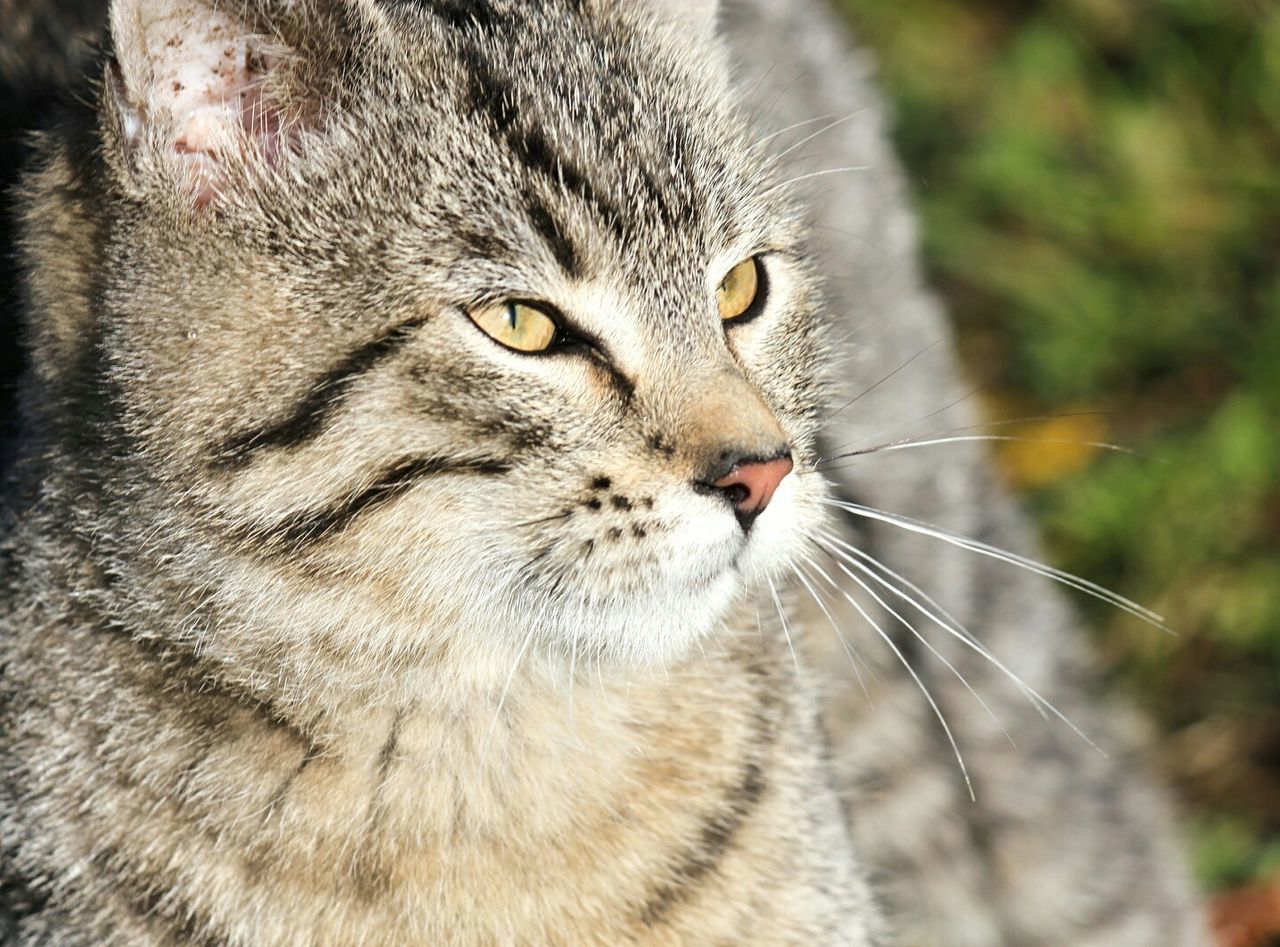 Close-up of cat looking away